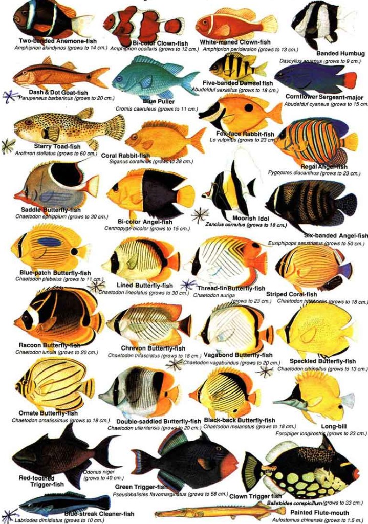 Fish_Chart