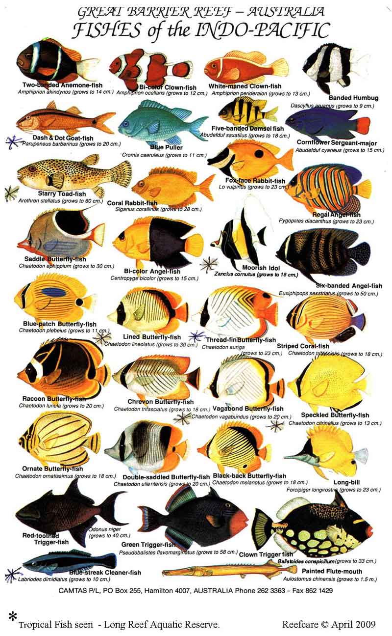 世界上有哪些鱼 名字图片