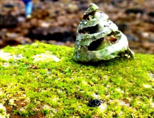 The Rock platform – Sea grass, algae & anemones
