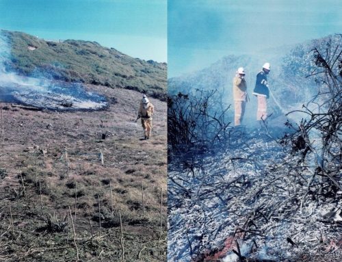 August 3 2000 – Controlled Burns of Longreef (Article)